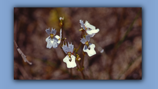 1993_WA_D05-16-30_Book Triggerplant (Stylidium calcaratum).jpg